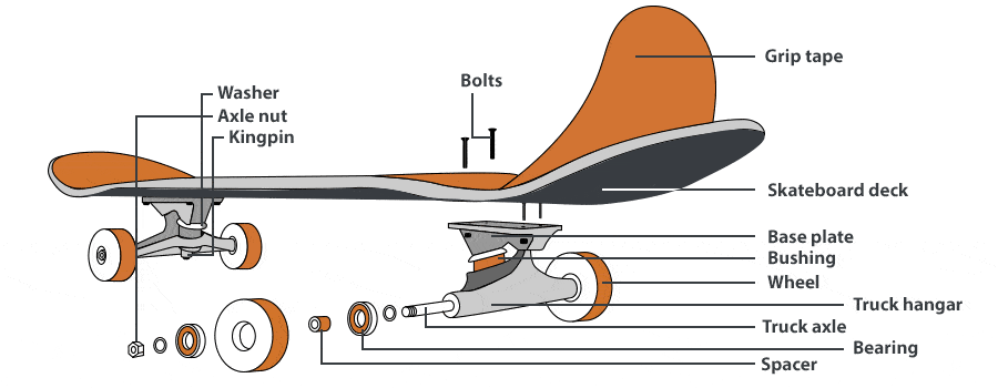 The diagram of a skateboard